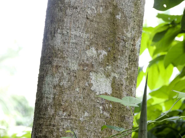 Tiro Seletivo Foco Detalhe Tronco Árvore Folhas Verdes Com Luz — Fotografia de Stock