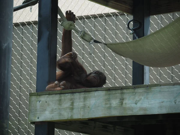 Macaco Uma Gaiola Topeka Zoo Kansas Estados Unidos — Fotografia de Stock