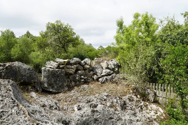 Una Bella Vista Del Pavimento Legno Che Attraversa Gli Alberi — Foto Stock