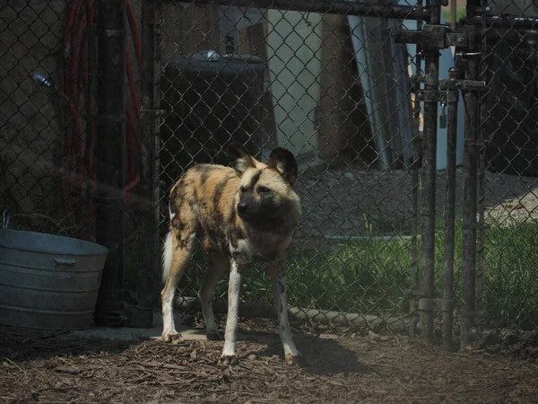 Una Hiena Una Jaula Topeka Zoo Kansas Estados Unidos — Foto de Stock