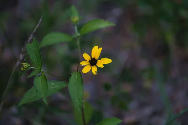 Gros Plan Une Belle Fleur Aster Jaune Dans Jardin — Photo