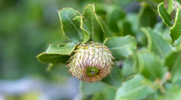 Flores Galho Perto Das Folhas Com Fundo Borrado — Fotografia de Stock