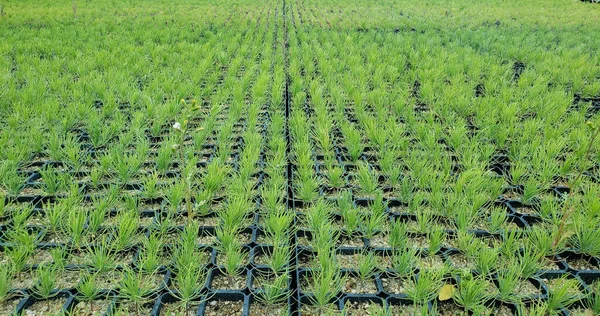 Colpo Angolo Alto Campo Agricolo Con Piante Crescenti Una Camera — Foto Stock