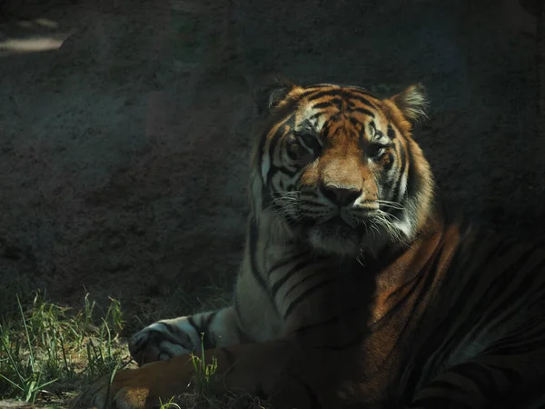 Una Tigre Seduta Sull Erba Una Gabbia Dello Zoo Topeka — Foto Stock