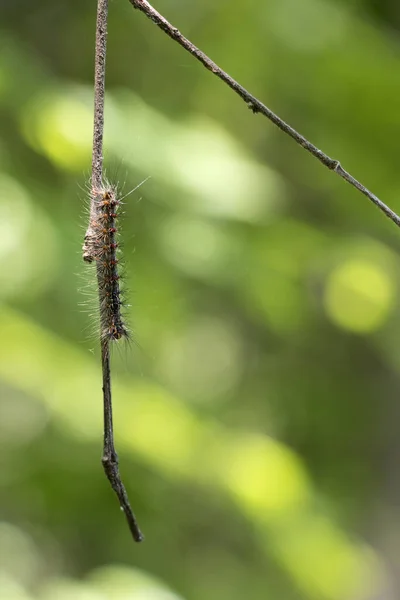 Closeup Shot Caterpillar Climbing Tiny Branch Blurry Green Background — Stock Photo, Image