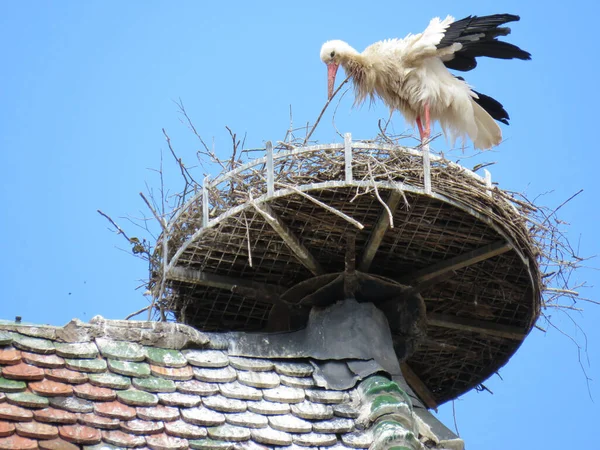 Großaufnahme Eines Storchs Der Auf Dem Nest Auf Einem Dach — Stockfoto