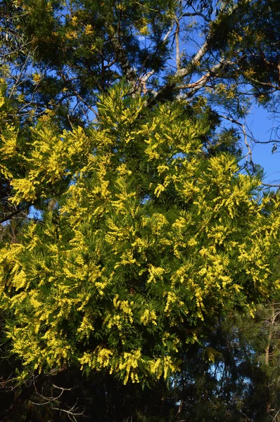 Arbusto Wattle Florescendo Nas Montanhas Azuis Austrália — Fotografia de Stock