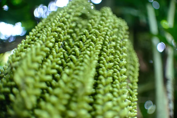 一种自然中的绿色植物的低角度镜头 — 图库照片
