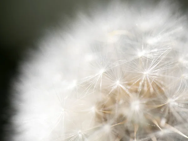 Una Hermosa Foto Diente León — Foto de Stock