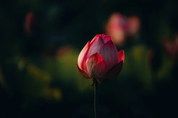 Primer Plano Una Rosa Sobre Fondo Oscuro — Foto de Stock