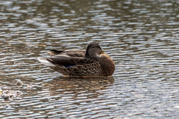 一只野鸭在河里游泳的特写镜头 — 图库照片