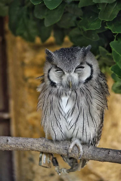 Primer Plano Lindo Búho Gris Cerrando Los Ojos Pie Sobre — Foto de Stock