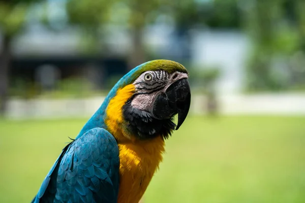 Papuga Niebiesko Żółta Ara Ararauna Strzał Poziomy — Zdjęcie stockowe