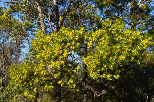 Boisseau Bétail Fleurissant Dans Les Blue Mountains Australie — Photo