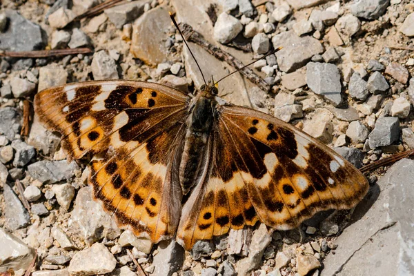 날개를 나비의 일람표 — 스톡 사진