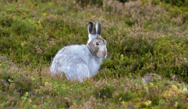 A closeup of a white hare outdoors in a field