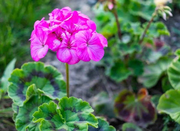 在花园里生长的艳丽的粉红色天蓝色花的精选焦点照片 — 图库照片