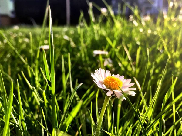 一个细针玛格丽特雏菊的浅焦点特写镜头 — 图库照片