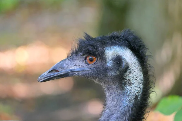 Imagen Muestra Primer Plano Una Cabeza Emu — Foto de Stock