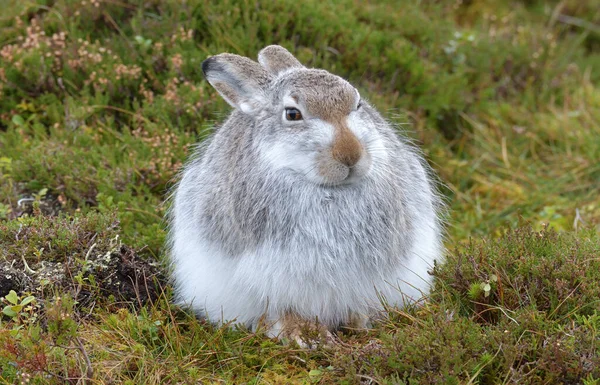 A closeup of a white hare outdoors in a field