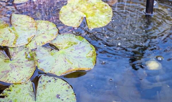 Sebuah Fokus Tembakan Selektif Waterlilies Tumbuh Kolam Taman Dengan Sprinkler — Stok Foto
