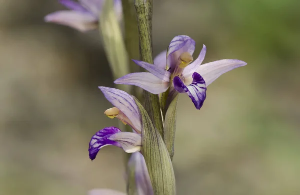 Violet Limodore Violet Bird Nest Orchid Limodorum Abortivum Andaluzia Espanha — Fotografia de Stock