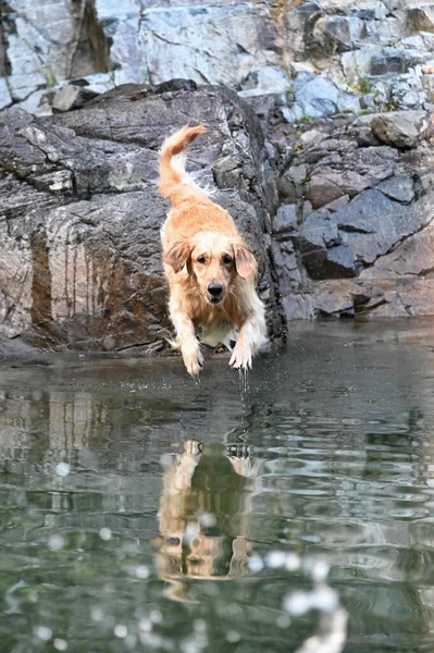 Koniec Mokrego Psa Retrievera Skaczącego Odbijającej Wody Słoneczny Dzień — Zdjęcie stockowe