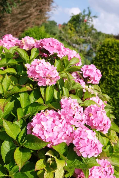 Vertikální Zblízka Kvetoucí Růžové Hortensie Hortenzie Zahradní Keř Slunečného Dne — Stock fotografie