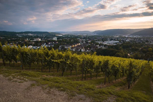 Vingård Trier Moseldalen Rheinland Palatiane Tyskland Kvällssol Solnedgång — Stockfoto