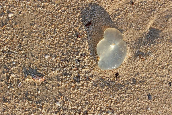 Hoge Hoek Uitzicht Een Heldere Kwal Aangespoeld Een Zandstrand — Stockfoto