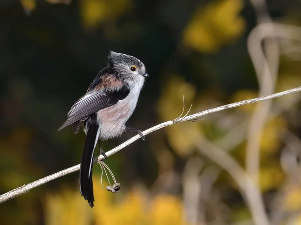 Plan Sélectif Oiseau Buisson Longue Queue Perché Extérieur Pendant Lumière — Photo