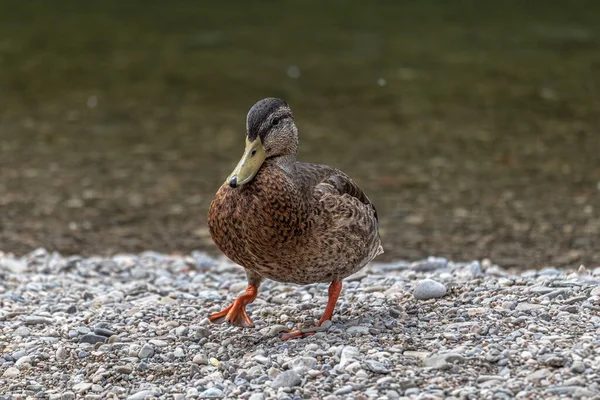 沙砾河畔一只野鸭的特写镜头 — 图库照片