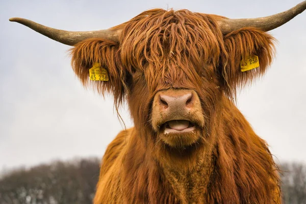 Primer Plano Una Vaca Escocesa Peluda Campo —  Fotos de Stock