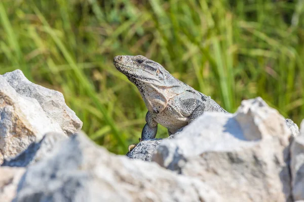 Primer Plano Iguana Rayada —  Fotos de Stock