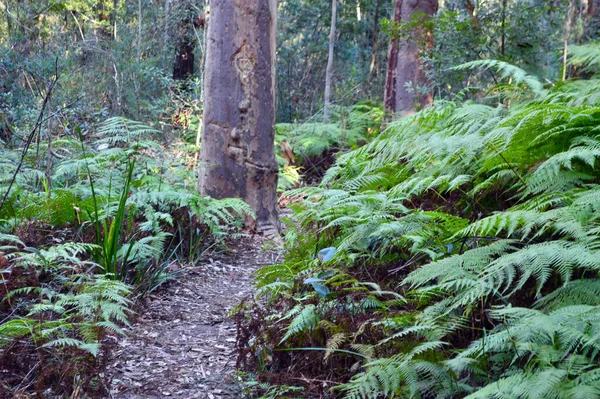 Paprocie Nad Wodospadem Clarinda Tor Przebudzenia Blue Mountains Australia — Zdjęcie stockowe