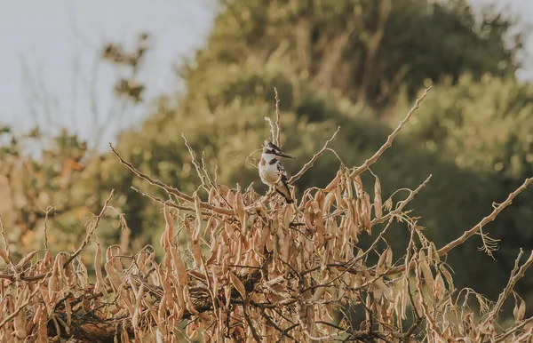 Egy Pied Kingfisher Ült Egy Száraz Faágon Szabadban — Stock Fotó