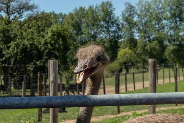 Detailní Záběr Roztomilé Pštrosí Hade Zoo — Stock fotografie