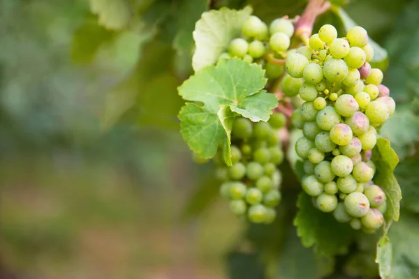 Wijngaard Met Verse Druiven Trier Moezelvallei Rijnland Palatiane Duitsland — Stockfoto