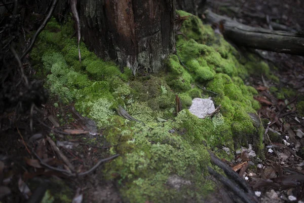 Närbild Mossa Trädrötter Skogen — Stockfoto