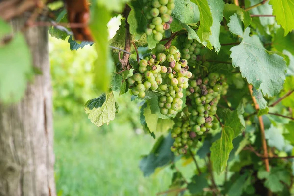 Viñedo Con Uvas Frescas Tréveris Valle Del Mosela Renania Palatiane — Foto de Stock