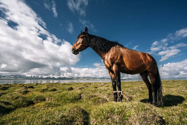 Bild Vacker Brun Häst Bunden Ängen Bakgrunden Blå Molnig Himmel — Stockfoto