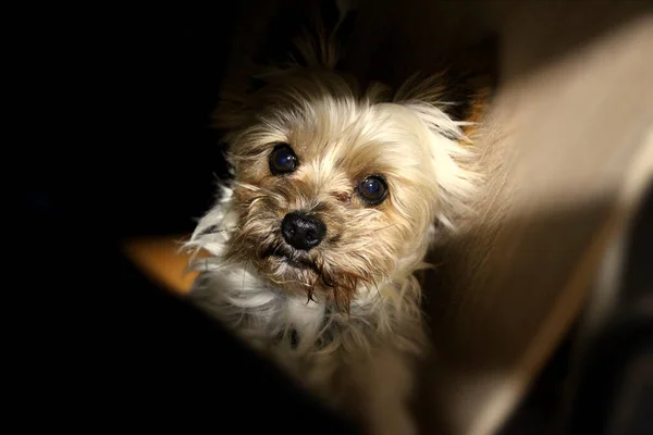 Närbild Söt Liten Hund — Stockfoto