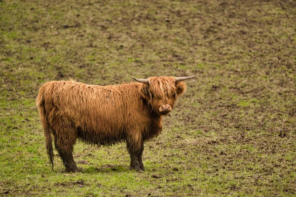 Une Vache Écossaise Brune Poilue Dans Champ — Photo