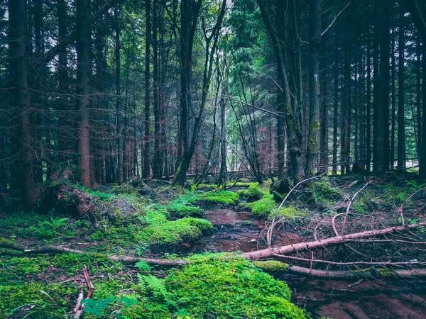 Una Hermosa Vista Bosque Misterioso Con Árboles Altos Rocas Cubiertas —  Fotos de Stock