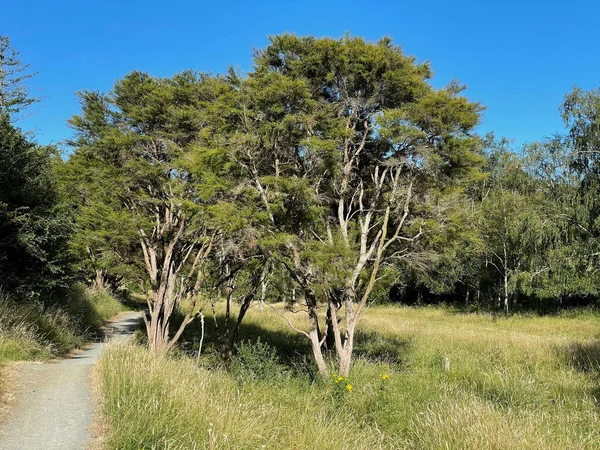Ein Naturpark Mit Pfad Wiese Und Bäumen — Stockfoto