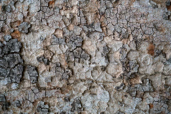 Texture Del Tronco Legno Naturale Perfetto Sfondi Full Frame Colpo — Foto Stock