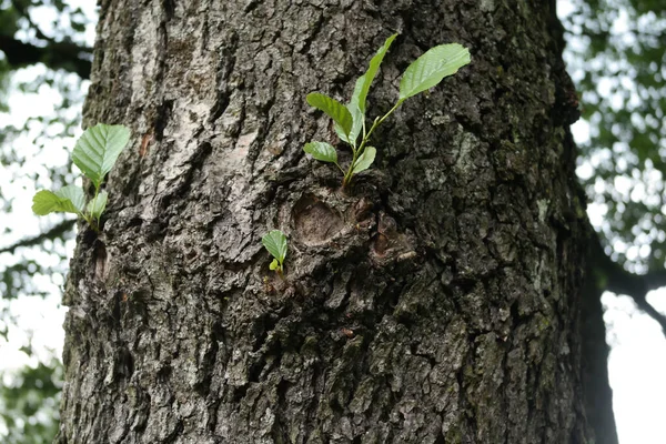 Plan Rapproché Fond Tronc Arbre — Photo