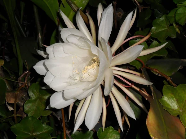 Tiro Close Belo Grande Branco Perfumado Uma Noite Flor Cacto — Fotografia de Stock