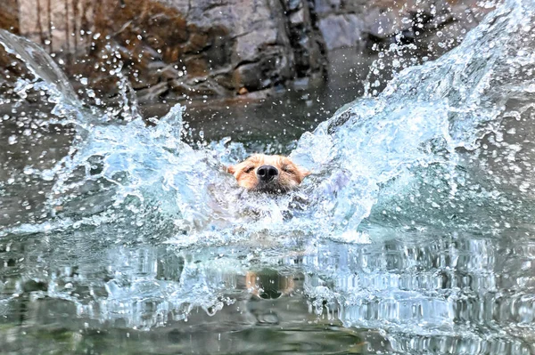 Zbliżenie Uroczego Psa Retrievera Pływającego Wodzie Słoneczny Dzień — Zdjęcie stockowe