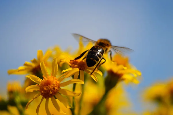 Közönséges Parlagféreg Egy Őshonos Mérgező Növény Európában Méhek Szeretik Meglátogatni — Stock Fotó
